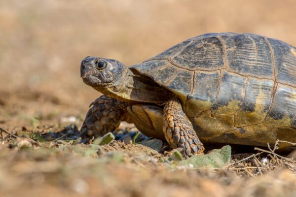 Testudo Marginata