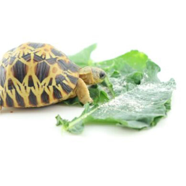 Calcio Para Tortugas de Tierra