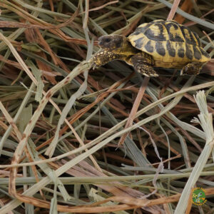 heno para tortugas de tierra