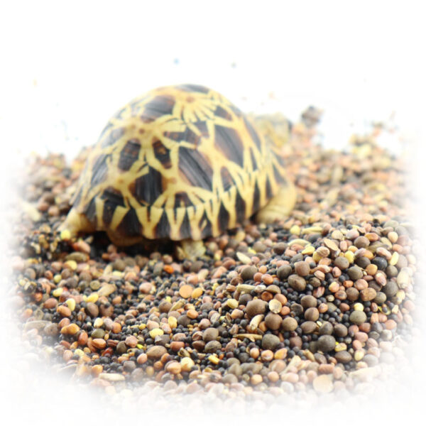 Semillas Para Tortugas de Tierra