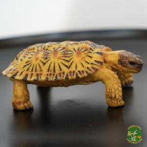 figura tortuga de tierra realista