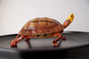 Figura Tortuga Cuora trifasciata