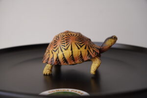 Figura Tortuga Astrochelys radiata
