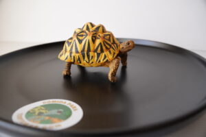 Figura Tortuga Geochelone elegans