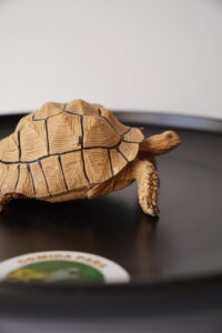 Figura Tortuga Geochelone sulcata