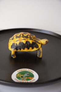 Figura Tortuga de Tierra Pyxis arachnoides