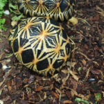 Sustrato de corteza para tortugas natural (varias cantidades) - Imagen 2