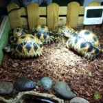 Sustrato de corteza para tortugas natural (varias cantidades) - Imagen 3