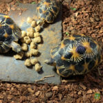 Sustrato de corteza para tortugas natural (varias cantidades) - Imagen 4
