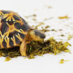 Agrobs comida para tortugas de tierra - Imagen 2