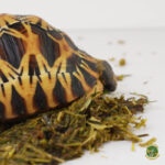 Agrobs comida para tortugas de tierra - Imagen 3