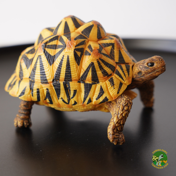 figura-tortuga-de-tierra-geochelone-elegans-sri-lanka-comprar-decoracion.jpg Figura Tortuga Geochelone elegans - Imagen 1