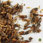 Grillos deshidratado para Tortugas - Imagen 4