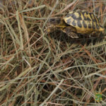 Heno para tortugas de tierra 1kg, 2,25kg - Imagen 2