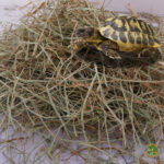 Heno para tortugas de tierra 1kg, 2,25kg