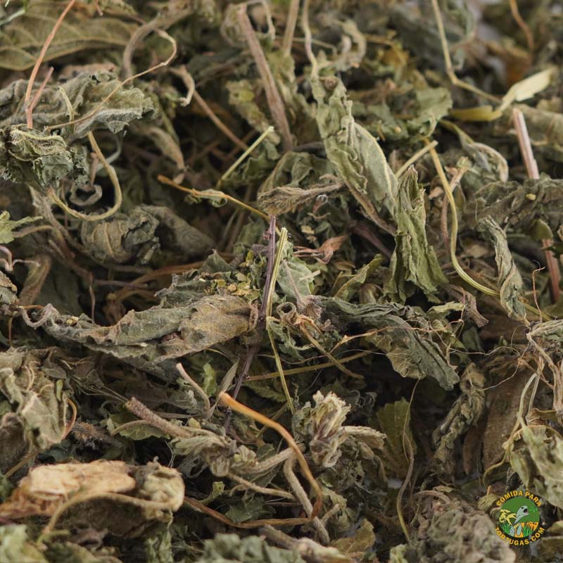 hojas-de-ortiga-para-tortugas-de-tierra-comida-alimento-comprar-precio-hierbas-3.jpg Hojas de ortiga - Comida para tortugas de tierra - Imagen 1