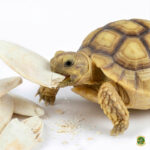 Huesos de sepia para tortugas | Fuente natural de calcio y desgaste del pico - Imagen 3