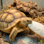 Huesos de sepia para tortugas | Fuente natural de calcio y desgaste del pico - Imagen 2