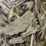 Llantén hojas deshidratadas - Comida para tortugas de tierra - Imagen 2