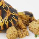 Mazuri Diet - Alimento para tortugas de tierra - Imagen 2