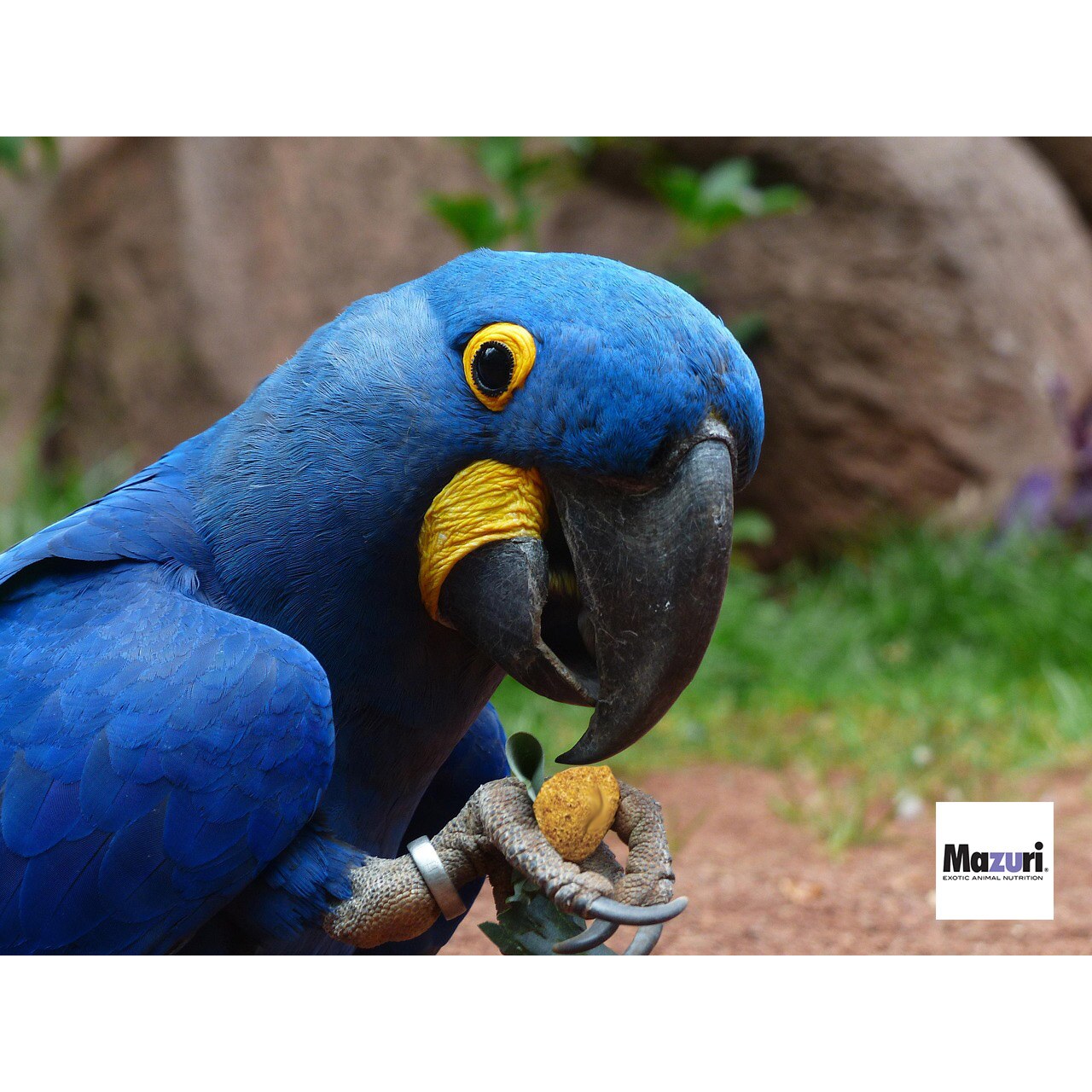 mazuri-para-loros-grandes-comprar-espana-guacamayos-africanos-cacatuas-rosellas-cola-roja-pienso-comida-alimento-1.jpg Mazuri - Alimento para loros Large bird diet - Imagen 1