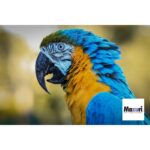 Mazuri - Alimento para loros Large bird diet - Imagen 3