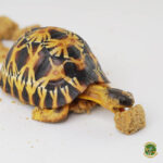 Mazuri Diet - Alimento para tortugas de tierra - Imagen 4