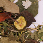 Mezcla de hierbas, flores y frutas sin azúcar para Tortugas de Tierra - Festin floral - Imagen 4