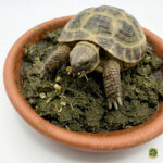 Pellets de Heno para Tortugas premium (Formato Pienso) – Cero Desperdicio (Todas las Edades) - Imagen 3