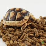 Mazuri LS - Alimento para tortugas de tierra - Imagen 2