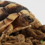 Mazuri LS - Alimento para tortugas de tierra - Imagen 4