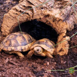 Sustrato para tortugas natural (Varias cantidades) - Imagen 2