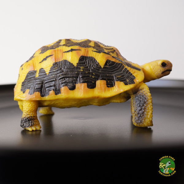 tortugas-figuras-de-tierra-decoracion-madagascar-comprar-Pyxis-arachnoides-.jpg Figura Tortuga de Tierra Pyxis arachnoides - Imagen 1