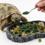 Espirulina en polvo para Tortugas | Vitaminas y Suplemento Natural