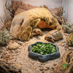 Comedero y Bebedero para Tortugas Efecto Roca Natural (Tamaño grande) - Imagen 2