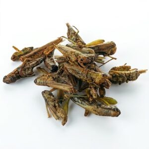 tetra reptodelica grasshoppers